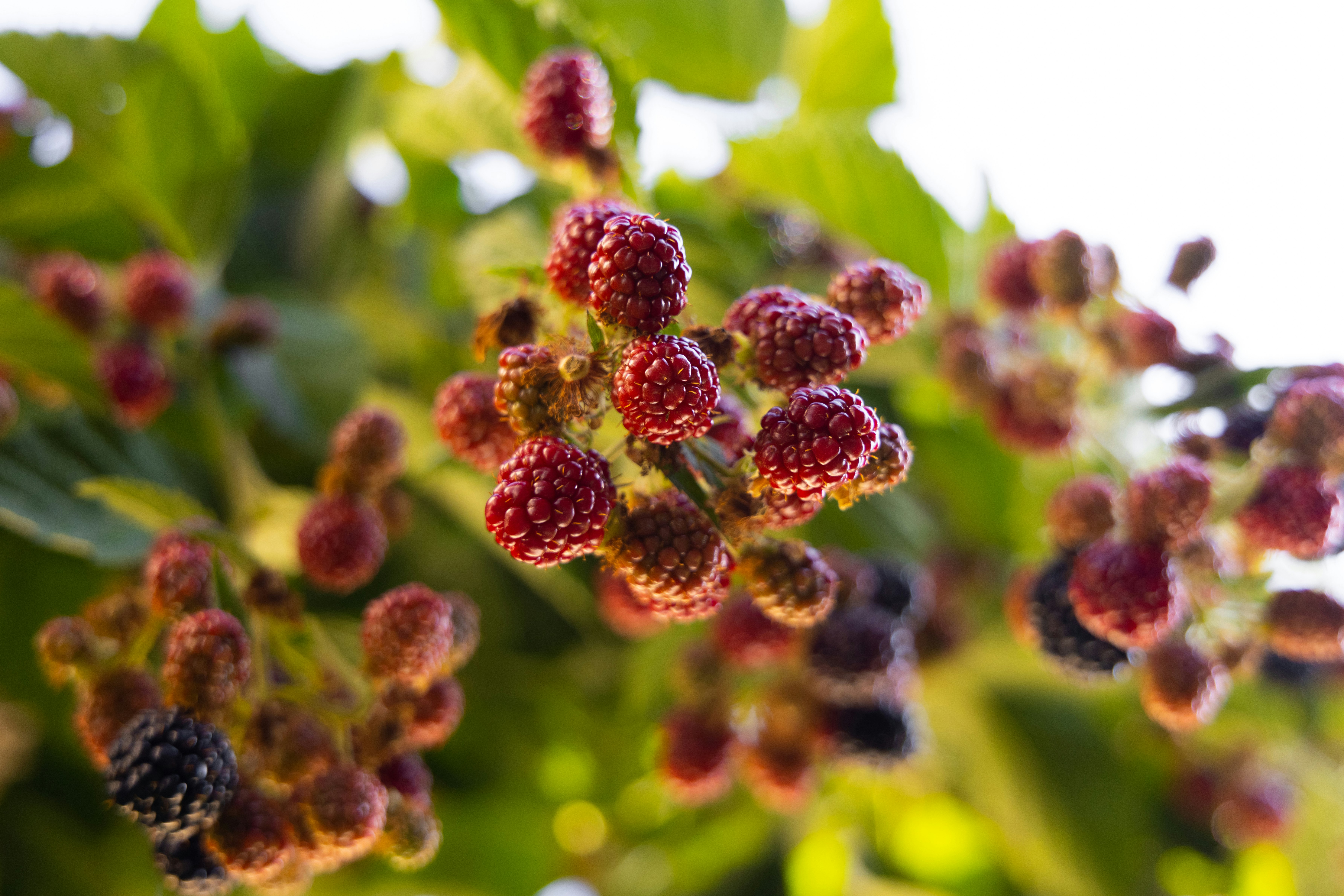 purple flower buds in tilt shift lens